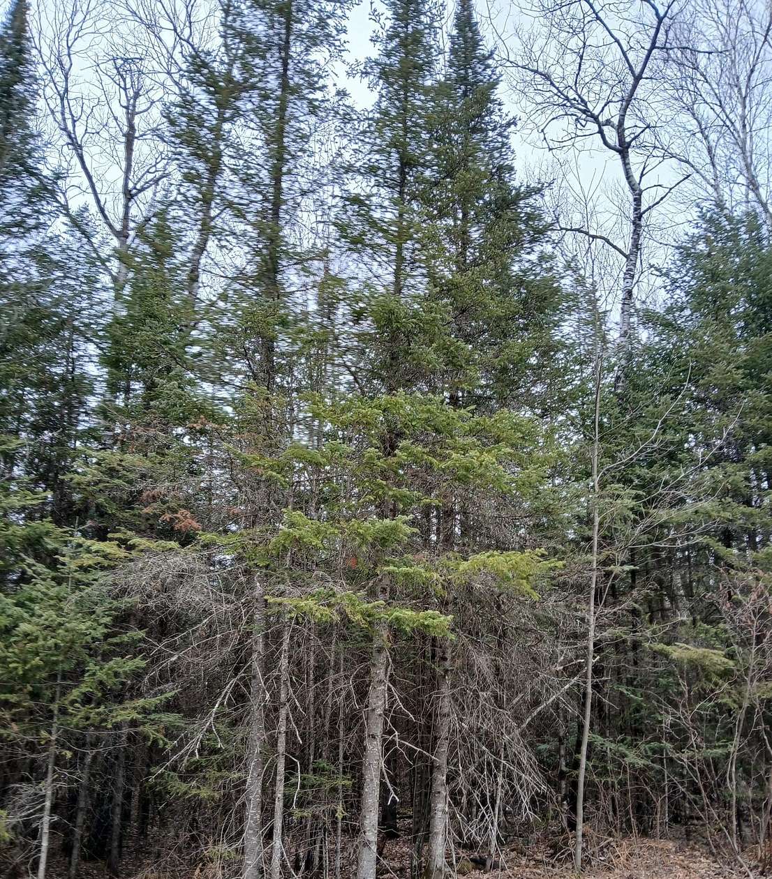 3 Acres of Land for Sale in Minocqua, Wisconsin