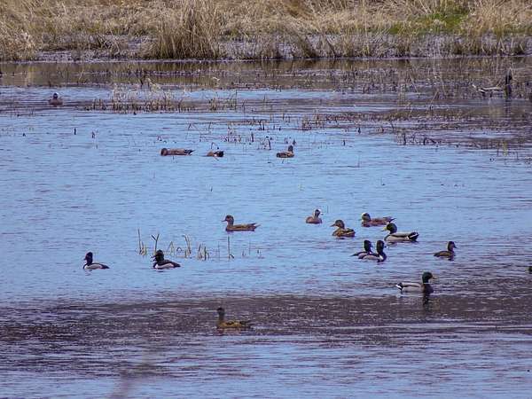438 Acres of Improved Land for Sale in Deer Island, Oregon