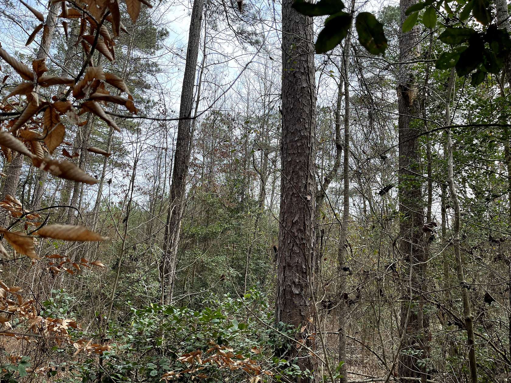 80 Acres of Recreational Land & Farm for Sale in Spearsville, Louisiana