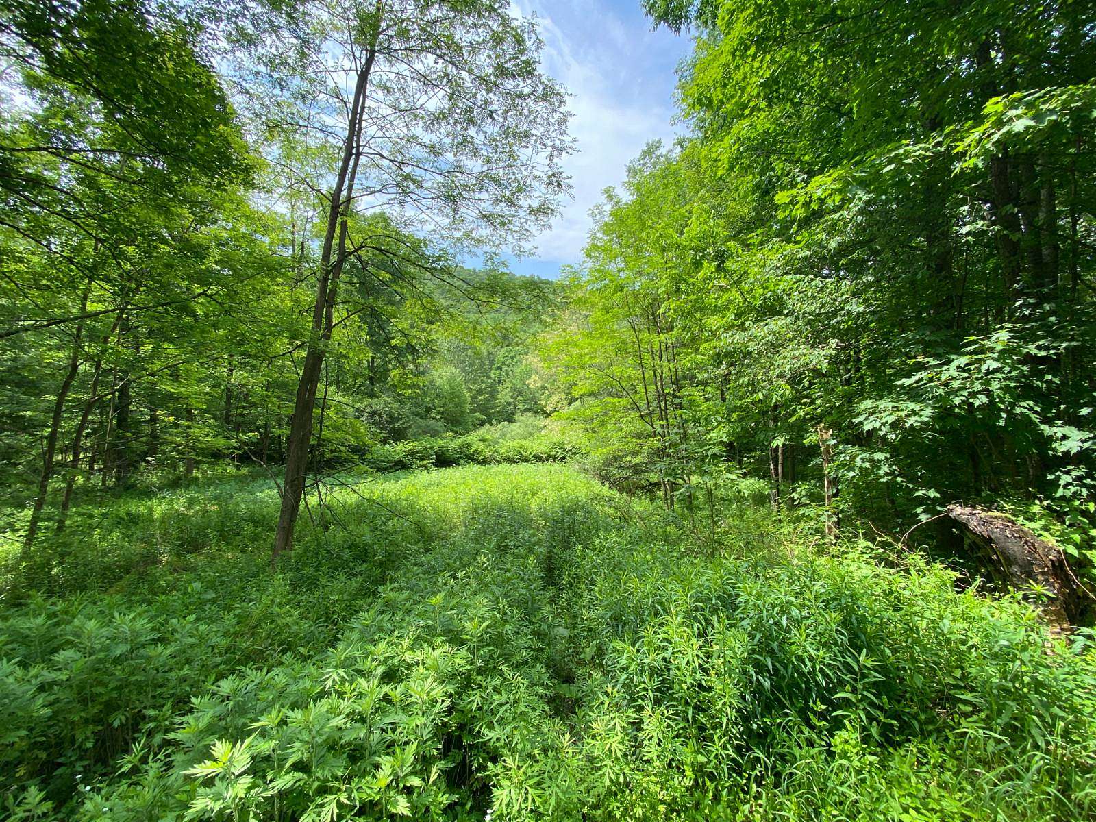 30 Acres of Recreational Land for Sale in Franklin, New York