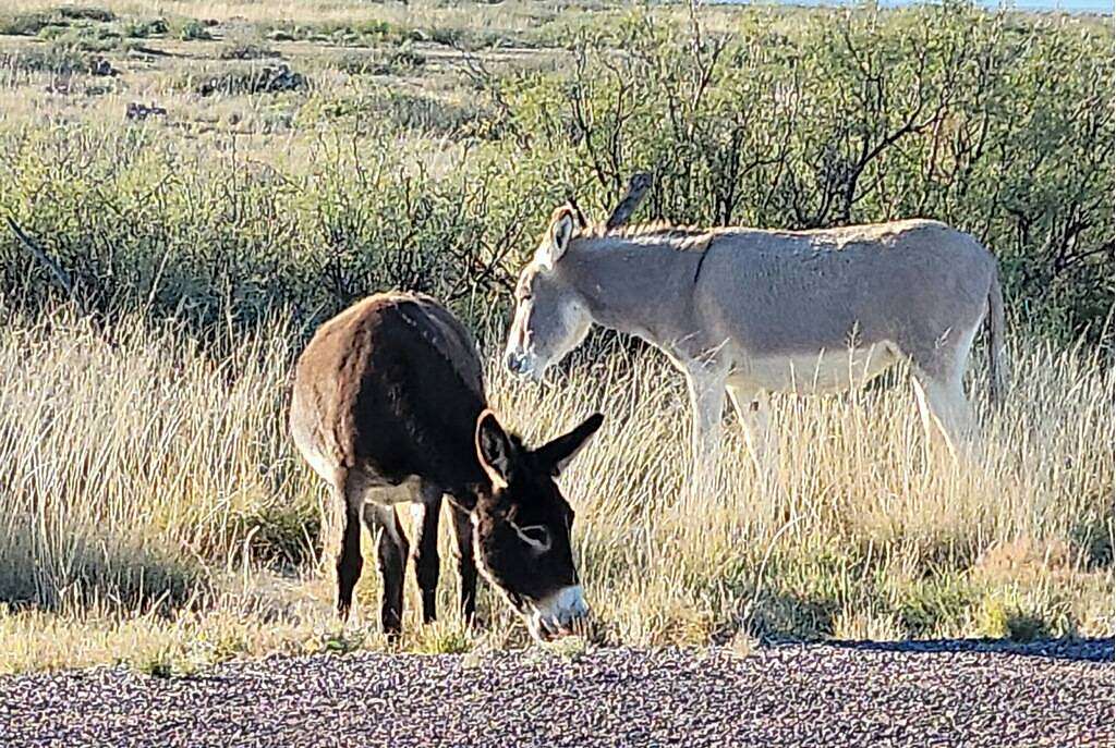 Land for Sale in Terlingua, Texas