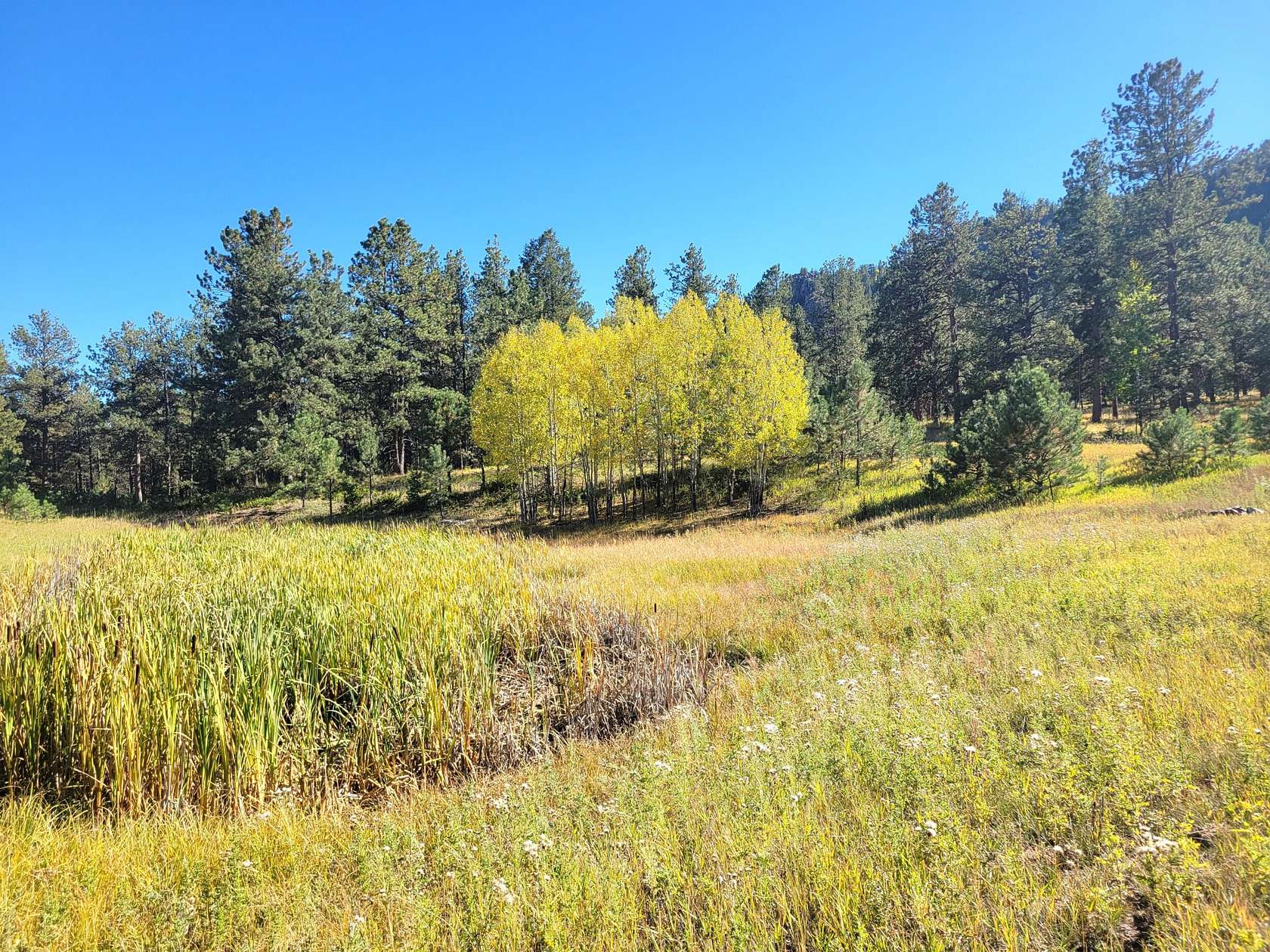 37.8 Acres of Recreational Land for Sale in Florissant, Colorado
