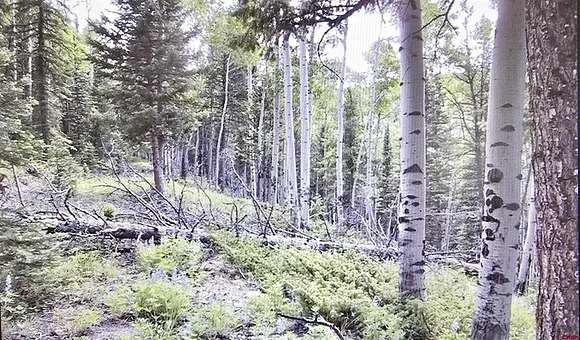 1 Acre of Residential Land for Sale in Cimarron, Colorado