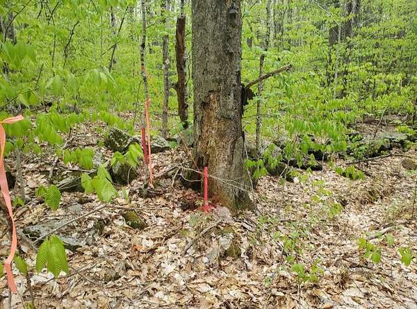 14.3 Acres of Land for Sale in Keene, New Hampshire