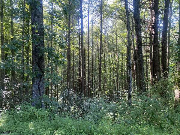 0.95 Acres of Residential Land for Sale in Erwin, Tennessee