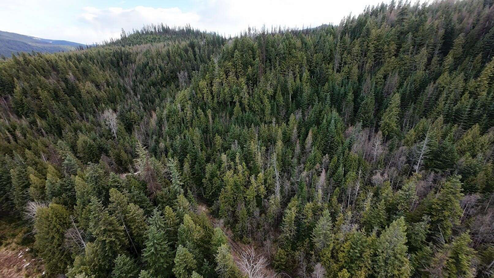 35.3 Acres of Recreational Land for Sale in Ione, Washington