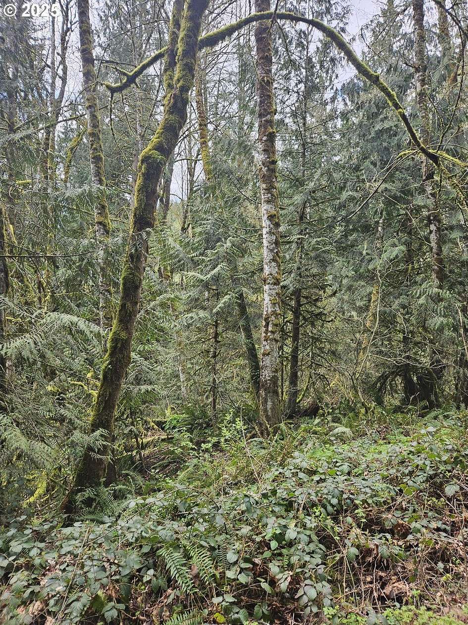 5 Acres of Residential Land for Sale in Kelso, Washington