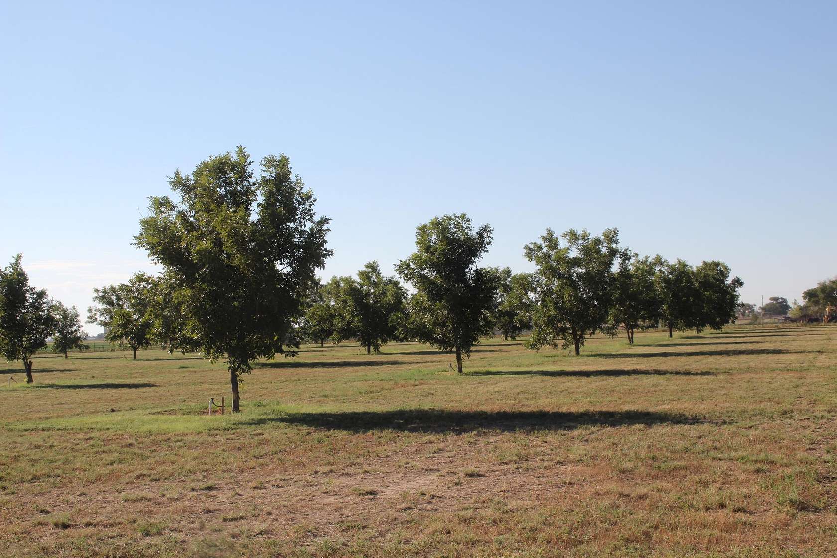 10 Acres of Land for Sale in Muleshoe, Texas