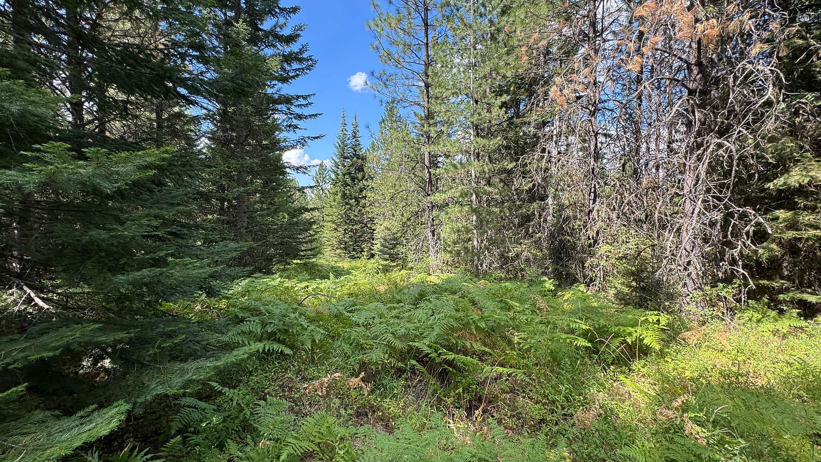 20 Acres of Land for Sale in Orofino, Idaho