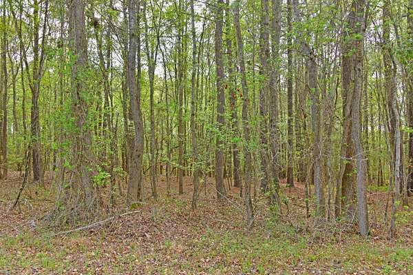 2.36 Acres of Residential Land for Sale in St. Matthews, South Carolina