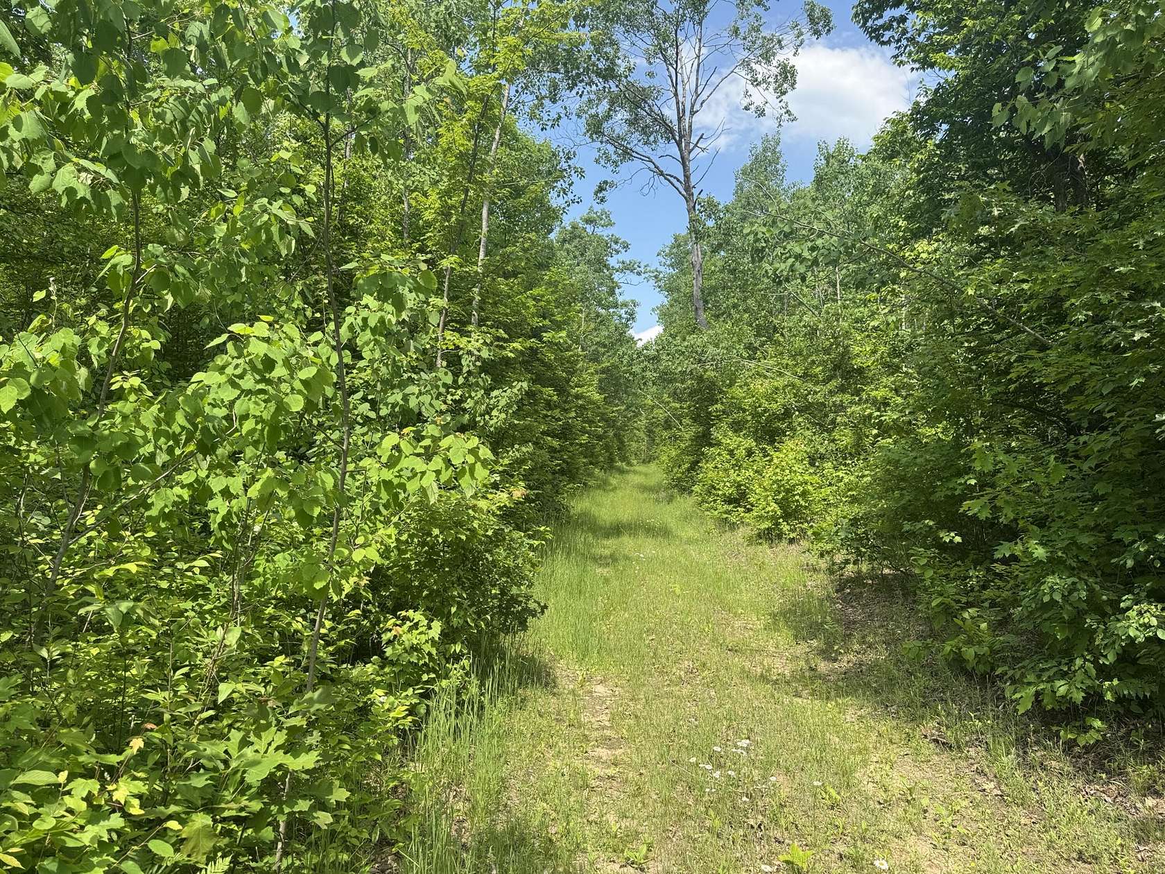 320 Acres of Land for Sale in Barton City, Michigan