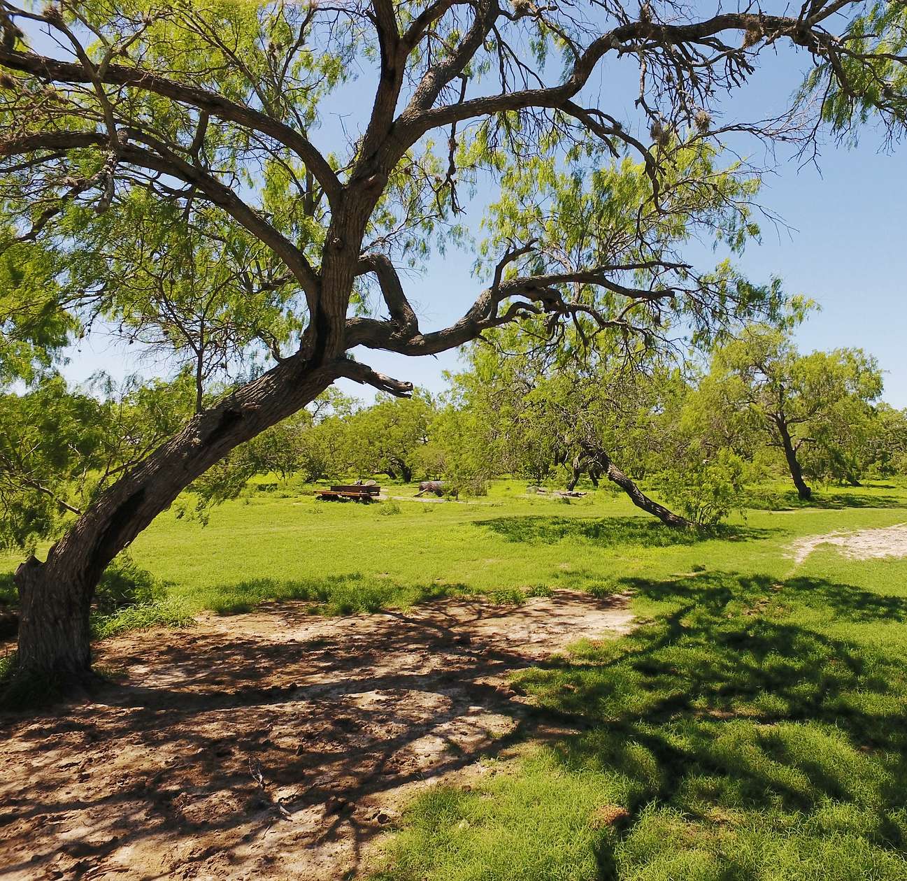 870 Acres of Land for Sale in Kingsville, Texas