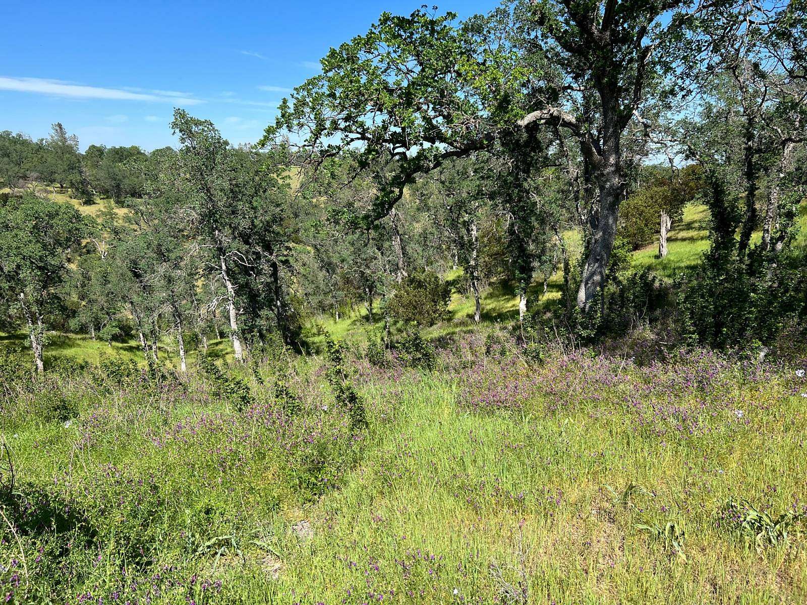 Residential Land for Sale in Corning, California