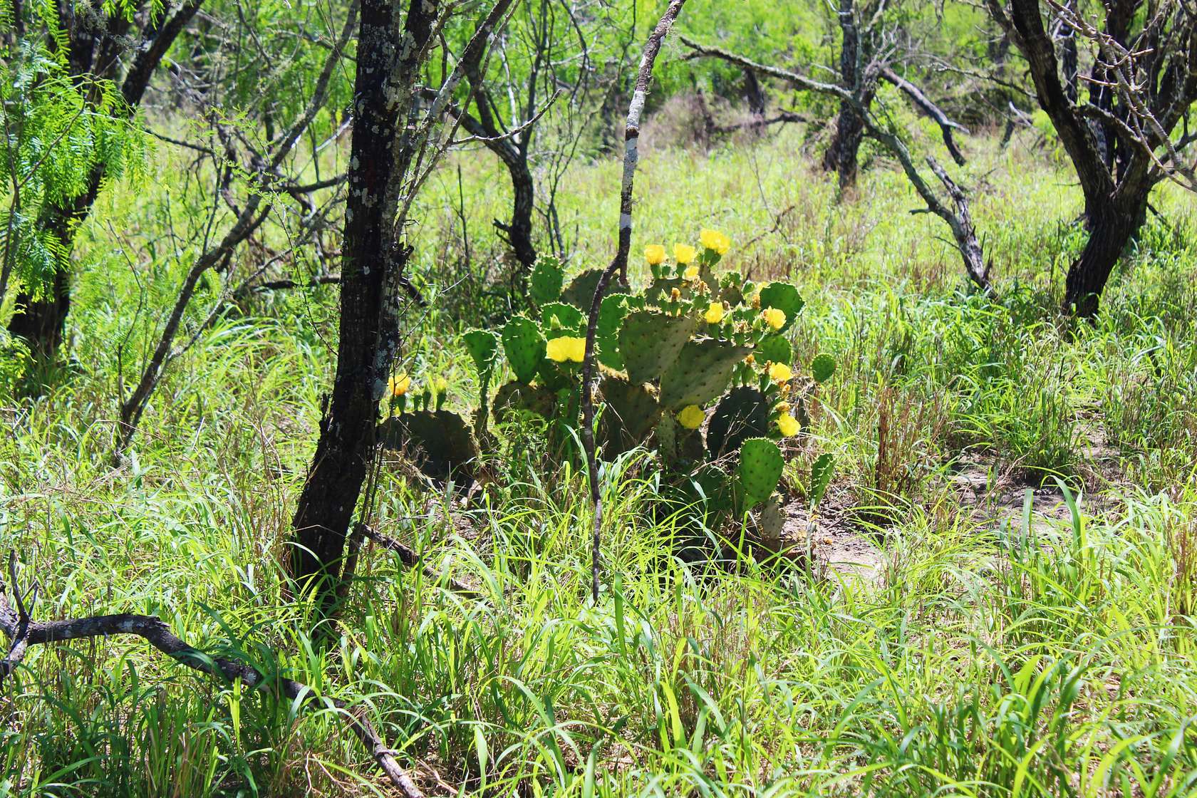 180 Acres of Recreational Land & Farm for Sale in Kingsville, Texas
