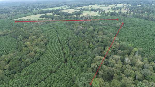 76.6 Acres of Recreational Land for Sale in Yellowpine, Texas