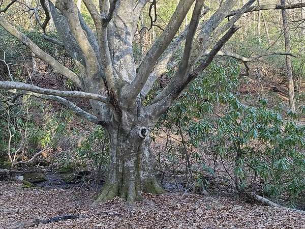 3.83 Acres of Residential Land for Sale in Franklin, North Carolina