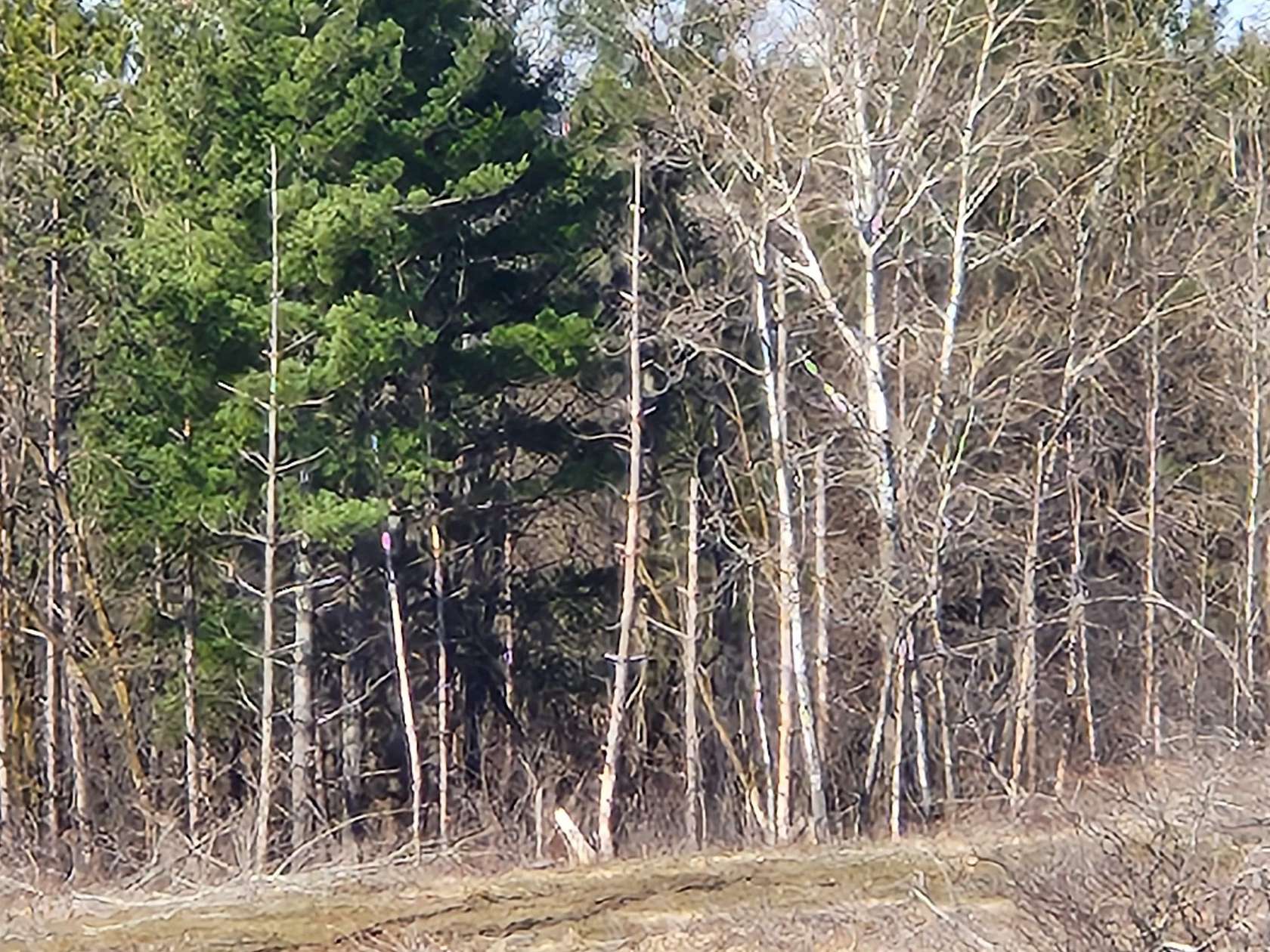 25.3 Acres of Recreational Land for Sale in Wilson, Wisconsin