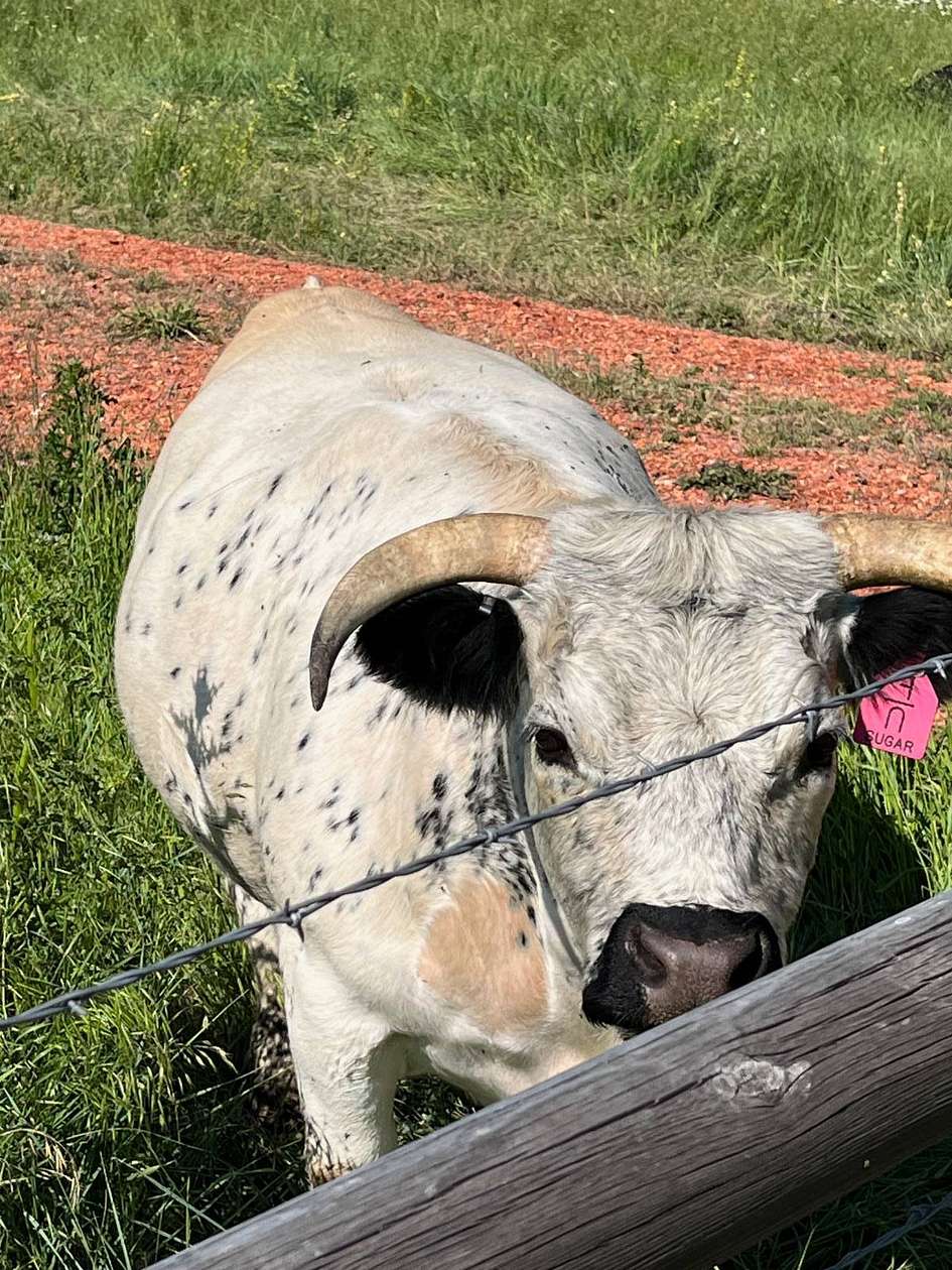 35 Acres of Land for Sale in Sheridan, Wyoming