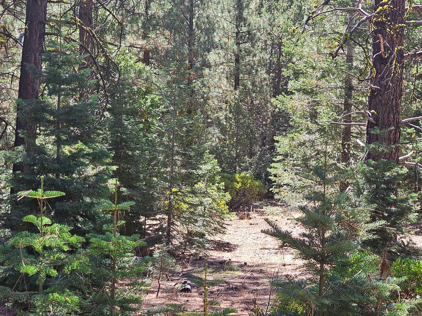 1.1 Acres of Residential Land for Sale in California Pines, California