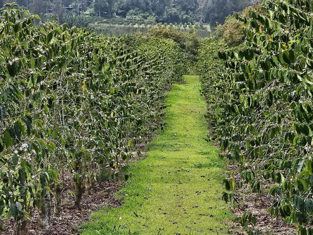 11.8 Acres of Land for Sale in Captain Cook, Hawaii