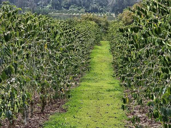 11.8 Acres of Land for Sale in Captain Cook, Hawaii