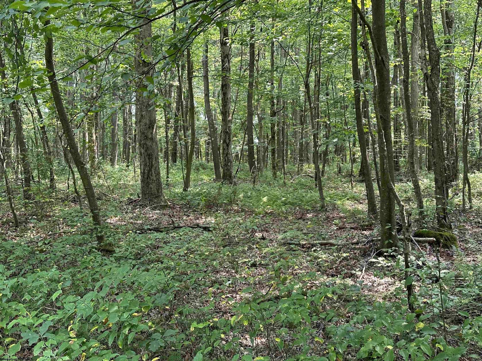 1.72 Acres of Residential Land for Sale in Albright, West Virginia