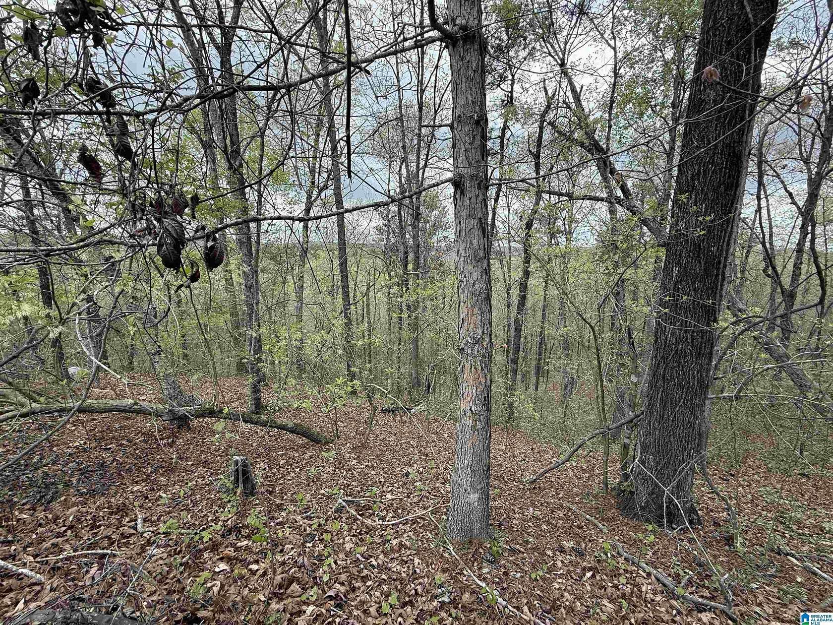 19.8 Acres of Land for Sale in Chelsea, Alabama