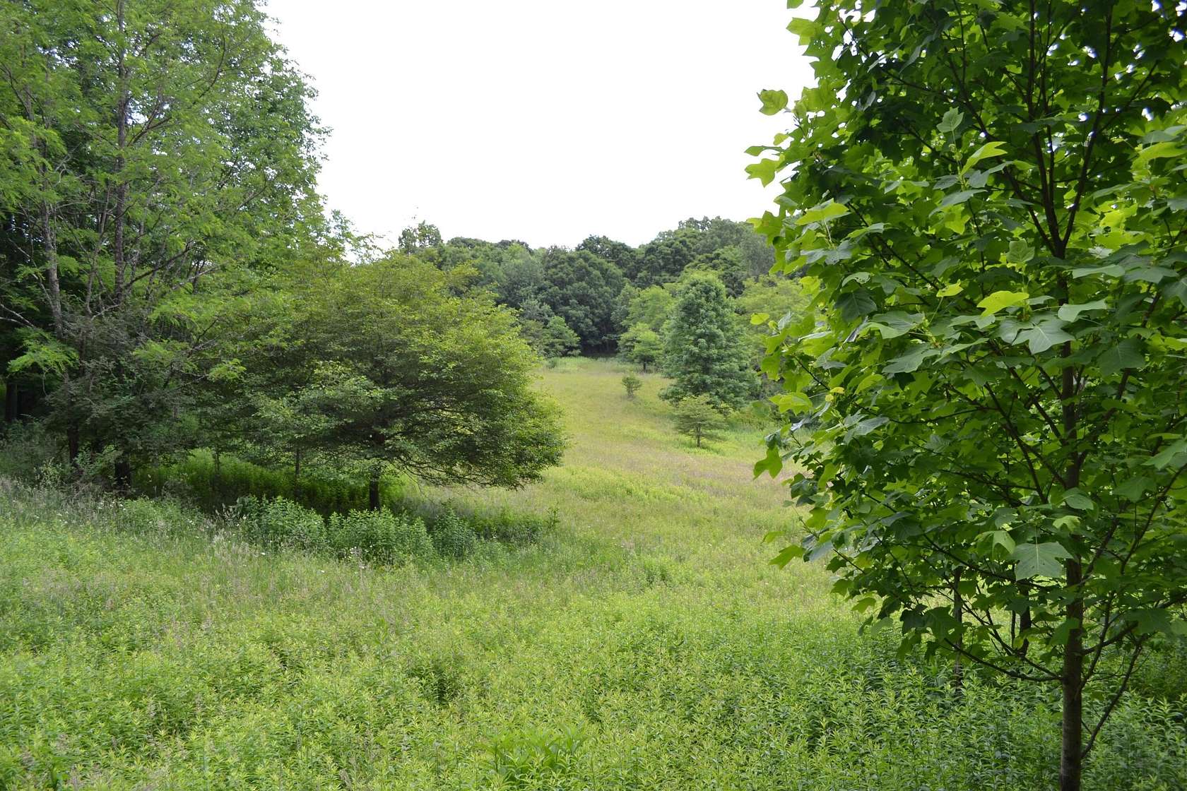 87.6 Acres of Recreational Land for Sale in Cass, West Virginia