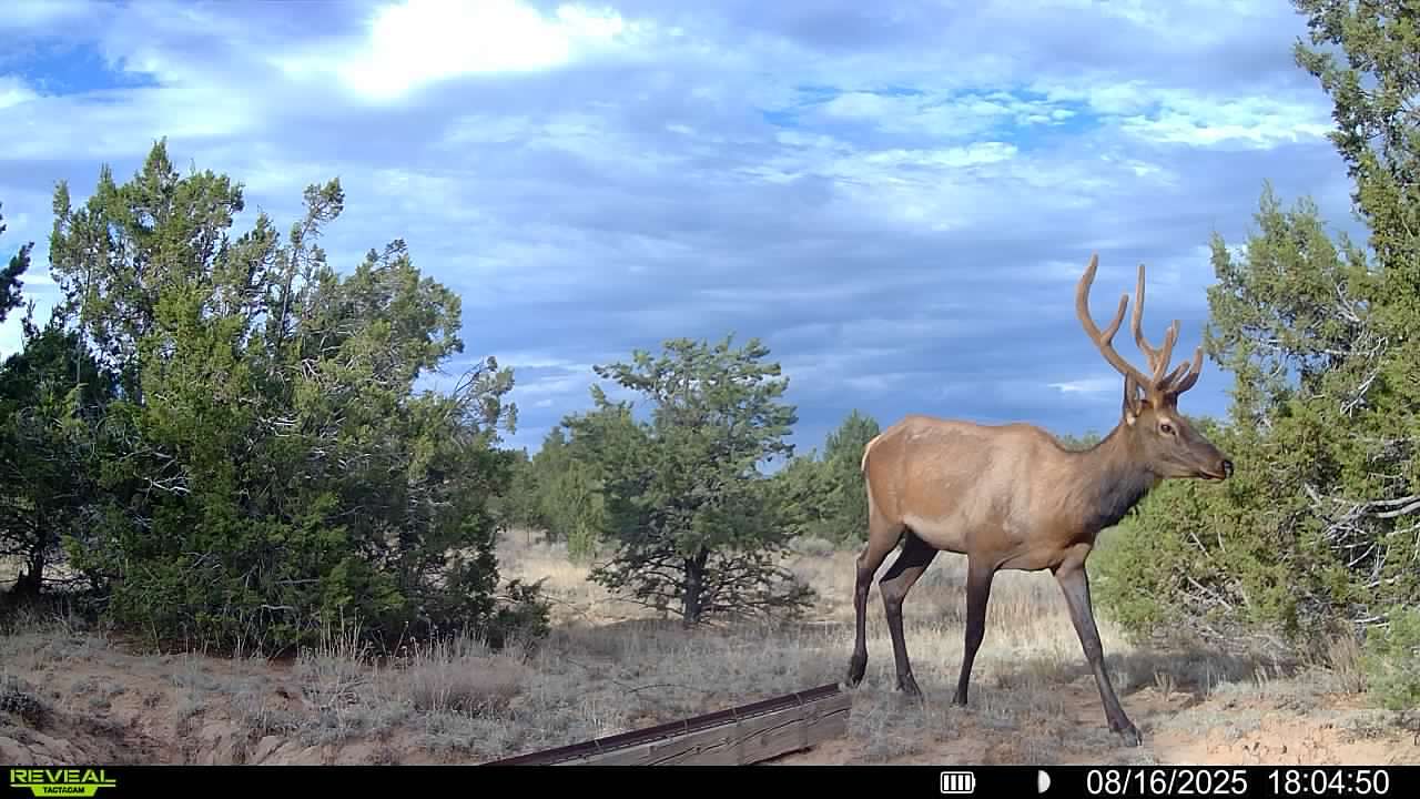 232 Acres of Land for Sale in Pinehill, New Mexico