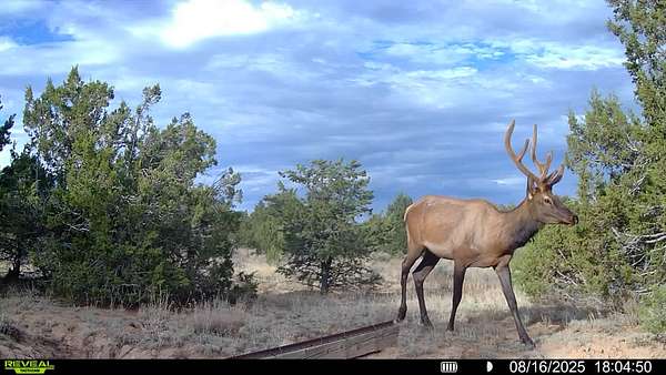 232 Acres of Land for Sale in Pinehill, New Mexico