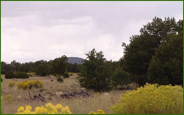 42.3 Acres of Recreational Land for Sale in Quemado, New Mexico