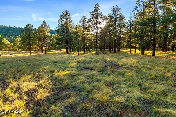 1 Acre of Residential Land for Sale in Greer, Arizona