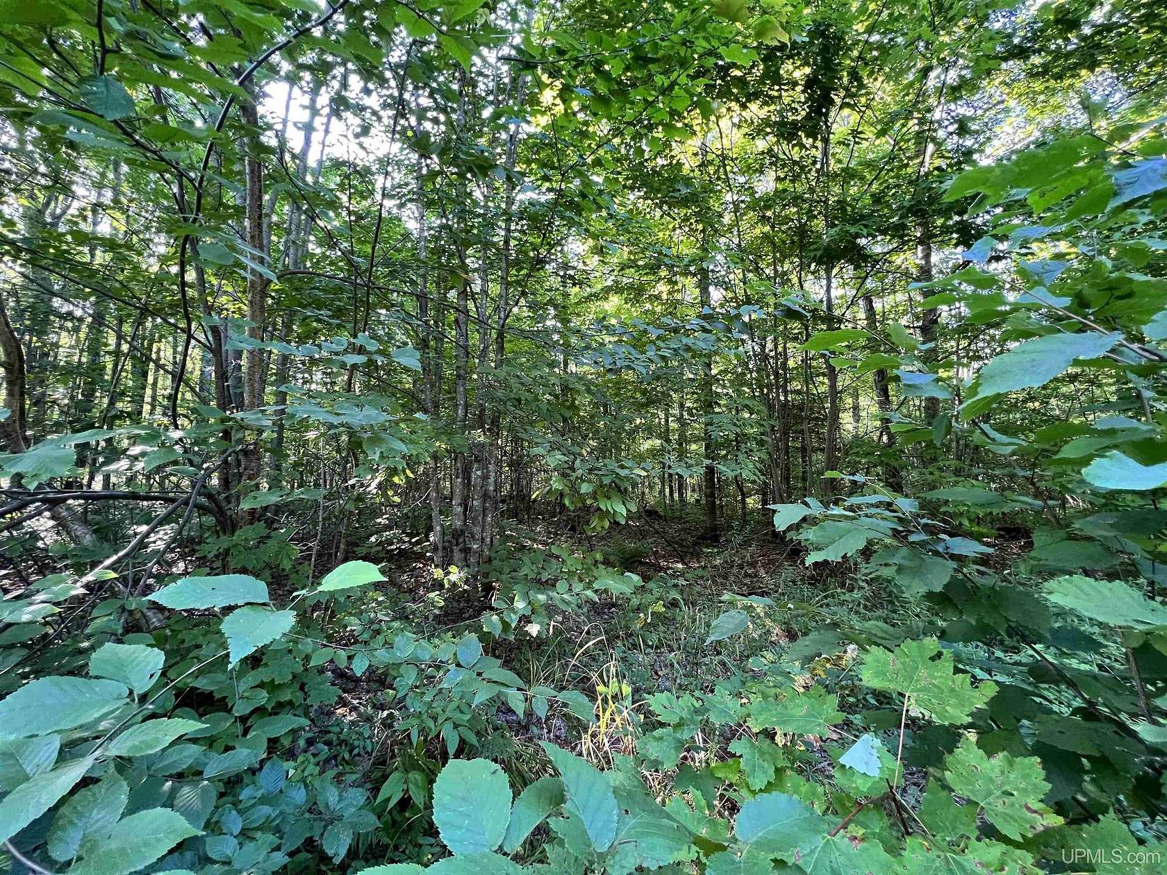 34.2 Acres of Recreational Land for Sale in Nisula, Michigan