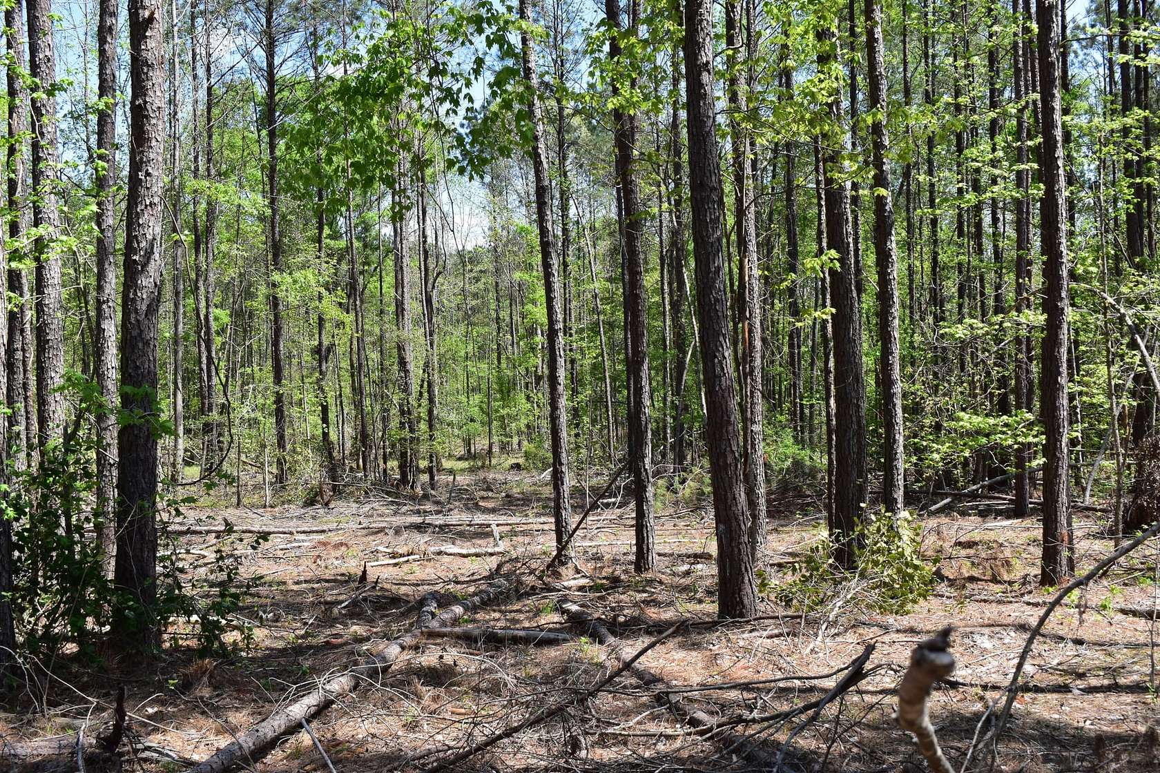 50 Acres of Recreational Land for Sale in El Dorado, Arkansas