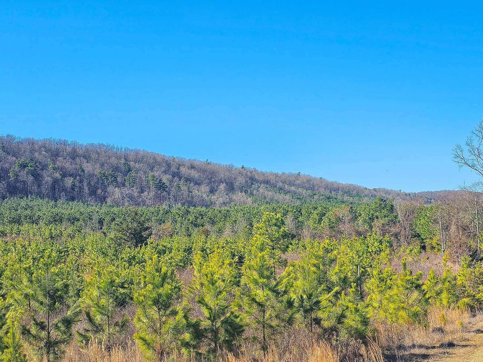 117 Acres of Recreational Land for Sale in Cove, Arkansas