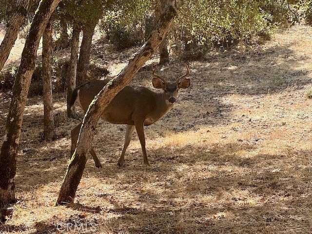 0.26 Acres of Residential Land for Sale in Kelseyville, California