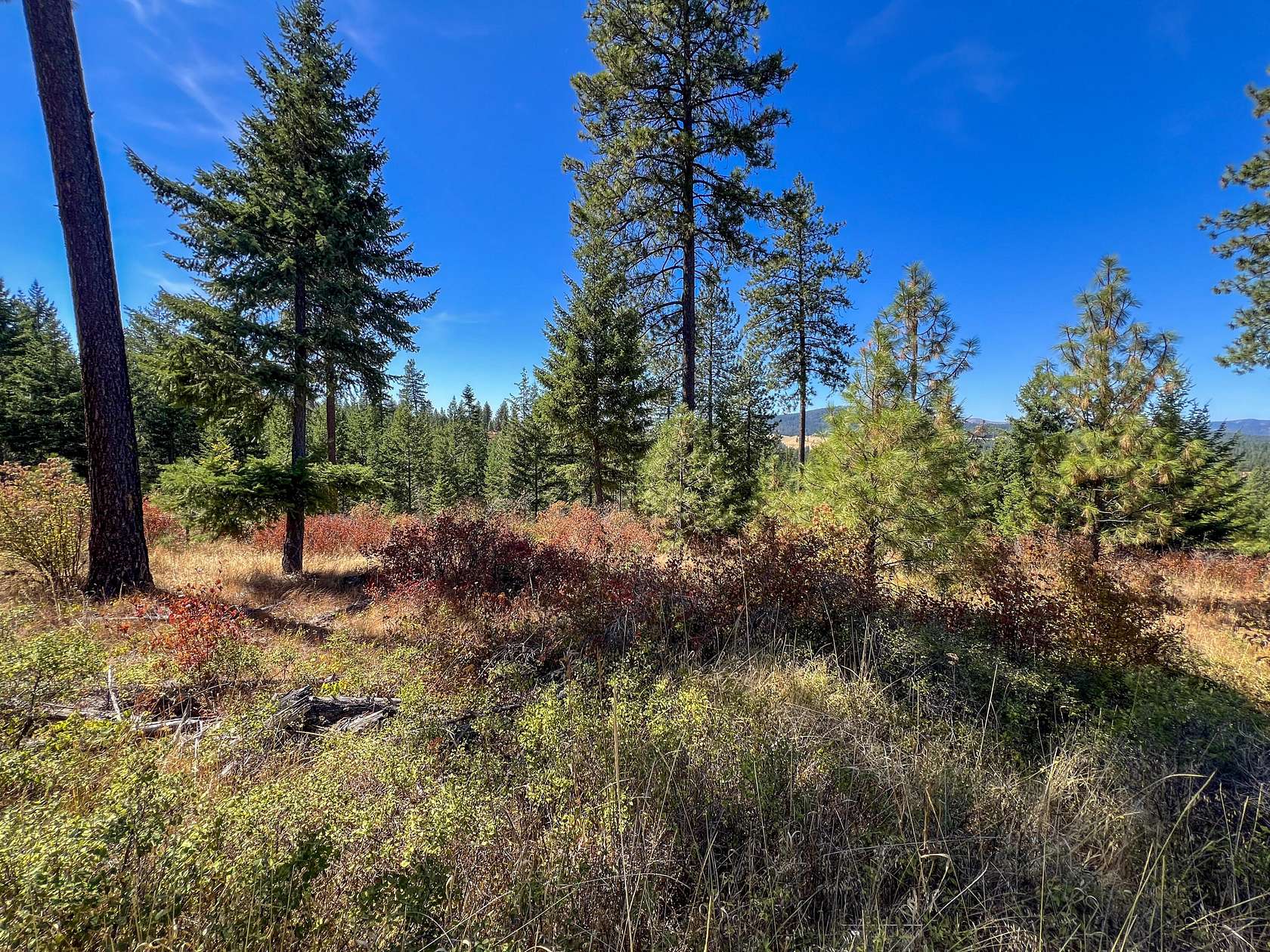 38.7 Acres of Land for Sale in Deer Park, Washington
