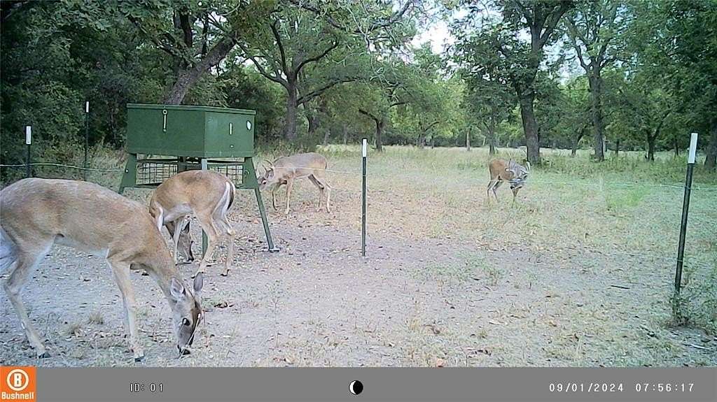 49.3 Acres of Recreational Land for Sale in Gustine, Texas