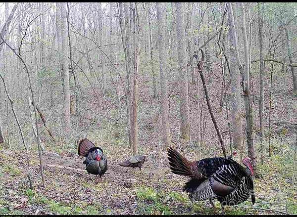 12 Acres of Recreational Land for Sale in Maiden, North Carolina