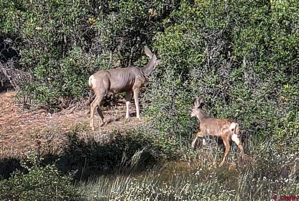 1 Acre of Land for Sale in Pagosa Springs, Colorado