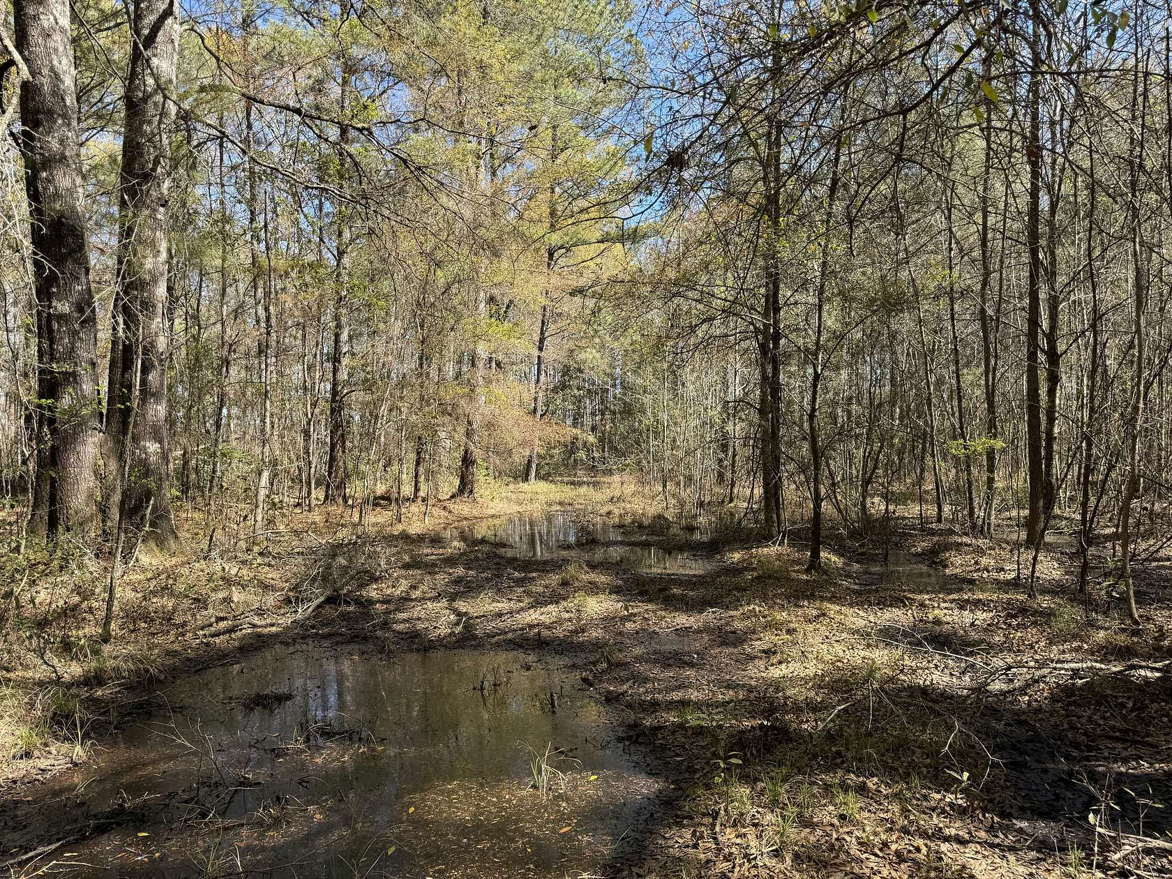 45 Acres of Recreational Land for Sale in Cottageville, South Carolina