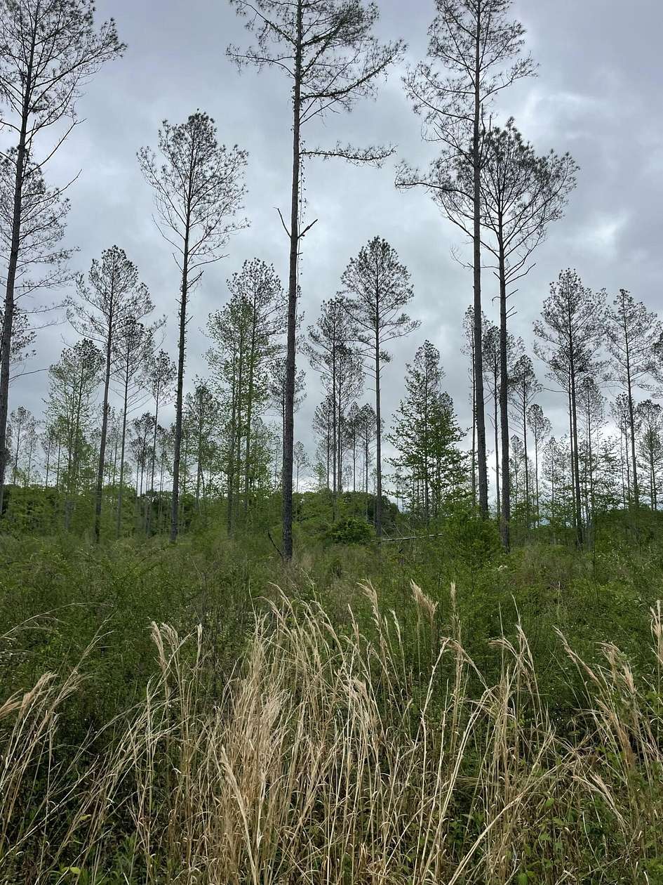 49 Acres of Land for Sale in Columbia, Mississippi