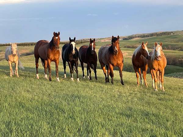 960 Acres of Land with Home for Sale in Martin, South Dakota