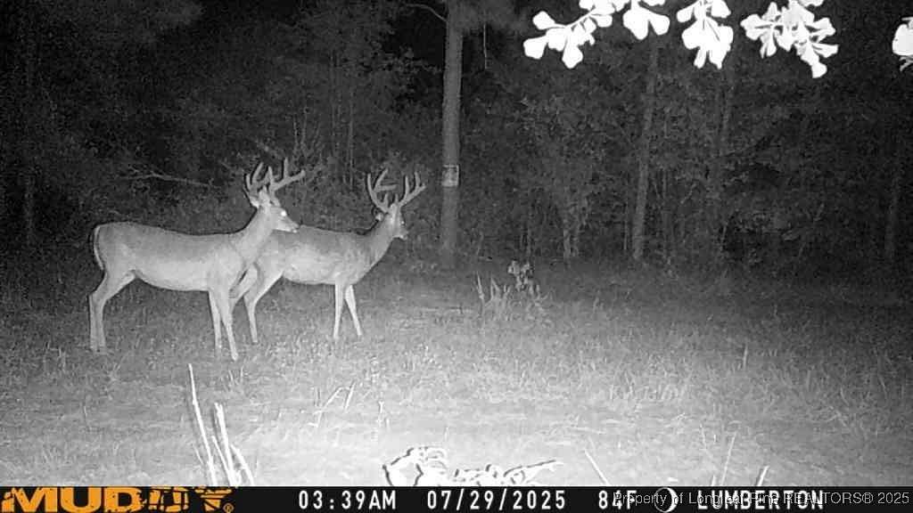 65.2 Acres of Recreational Land for Sale in Lumberton, North Carolina