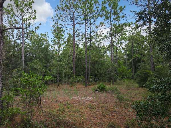 19.6 Acres of Land for Sale in Ocala, Florida
