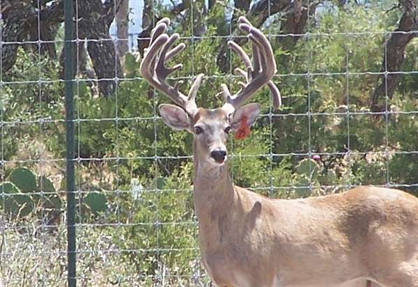 455 Acres of Recreational Land & Farm for Sale in Rocksprings, Texas