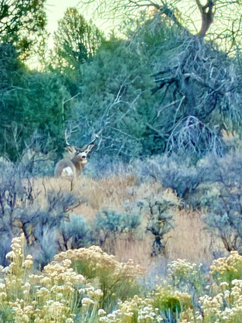 1,010 Acres of Recreational Land for Sale in Regina, New Mexico