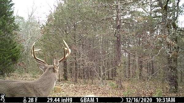 156 Acres of Recreational Land for Sale in Optimus, Arkansas