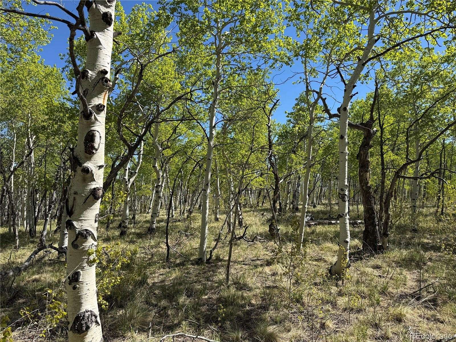 2.5 Acres of Residential Land for Sale in Hartsel, Colorado