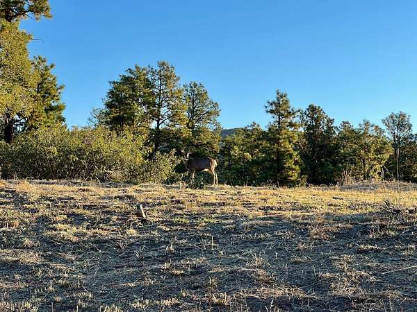0.52 Acres of Residential Land for Sale in Los Alamos, New Mexico